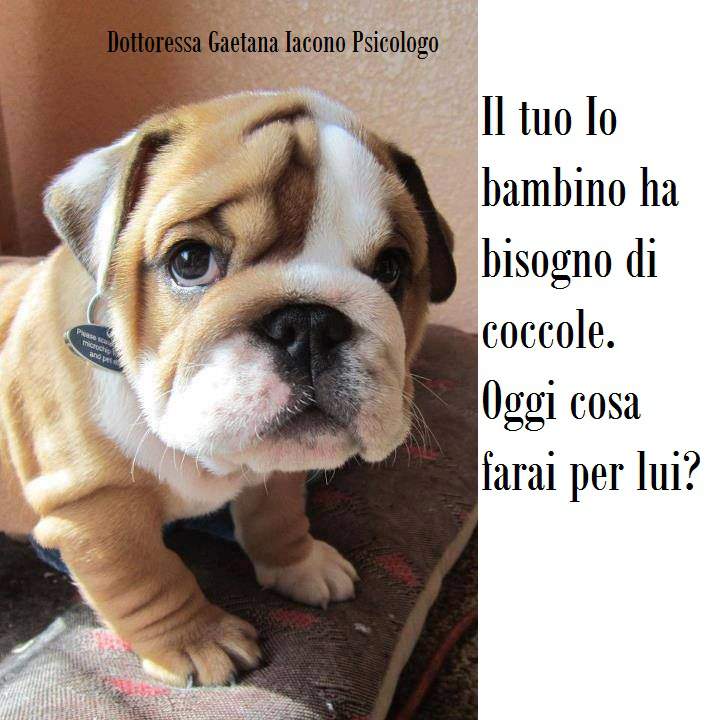 cane morbido con espressione tenera